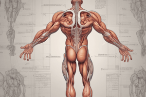 Muscular System Quiz