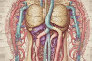 The Digestive System Quiz