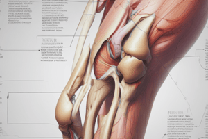 LEA I Midterm Exam 2 Review: Thigh and Leg Anatomy