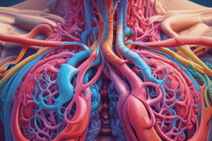 Respiratory System: Gas Exchange and Cellular Respiration