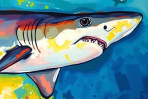 Shark Identification and Traits Quiz