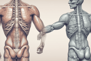 Ureter Anatomy and Vascularization