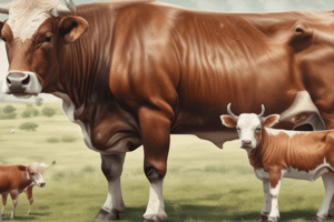 Cattle Classification and Beef Breeds