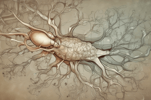 Neuroanatomy Lecture 1: Introduction to the Nervous System