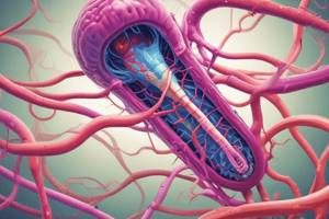 Lecture Objectives: Nematodes and Ancylostoma caninum