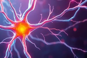 Neuromuscular Junction Overview