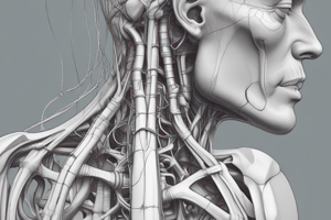 Anatomía del Hombro: Omóplato y Articulación del Hombro