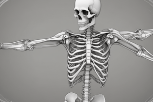 The Human Skeleton System