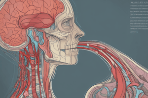 Anatomy and Sonography of the Abdomen