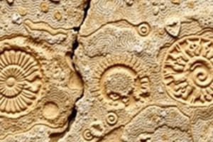 Fossil Formation Concepts