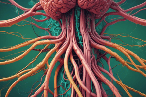 The Lymphatic and Immune System: Anatomy Chapter 21