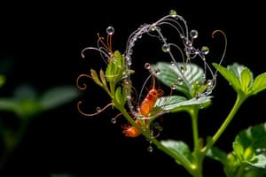 Fotosinteză - Procesul de Sinteză a Hranei la Plante