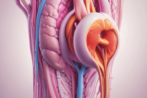 Male Reproductive System and Hormonal Regulation Quiz