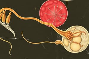 Sperm Development and Spermatogenesis