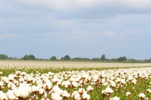 Agriculture and Cotton Production Quiz