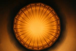 Bilaminar Disc Formation in Embryology