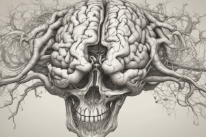 Anatomy of Lateral Ventricle Structures