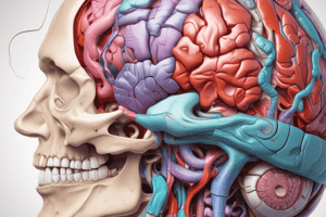 Meninges