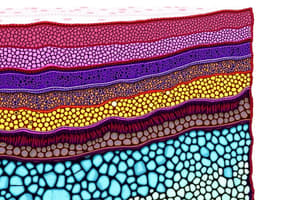 Histology: Basement Membrane and Germ Layers