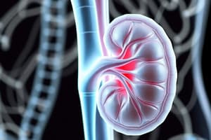 Kidney Structures and Nephron Function