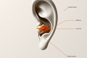 Vestibular Sense Overview