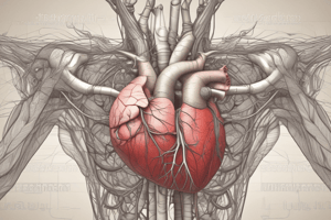 Anatomía del Músculo Cardiaco