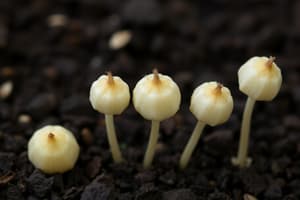 Seed Dormancy and Germination Quiz