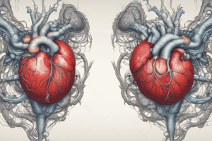 Heart Development and Septum Formation