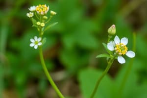 Eudicotiledóneas: Características Generales