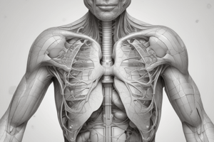 Tema 9: Anatomía del Aparato Respiratorio