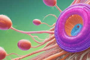 Spermatogenesis and Oogenesis Processes Quiz