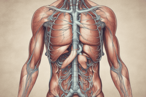 Respiratory System: Structure, Function, and Physiology