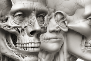 Nose & Paranasal Sinuses Anatomy