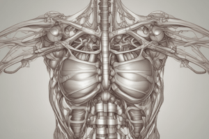 Anatomy of the Thorax - CH Q's