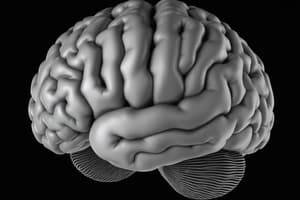 Neuroscience: Brain Structures and Functions