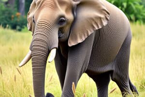 Elephant Memory and Intelligence