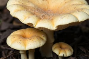 Ascomycota et Basidiomycota Quiz