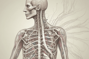 Anatomy Chapter 21: Peripheral Nervous System