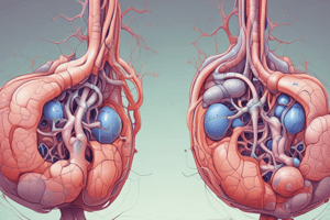 Glomerulus Structure and Function ch4 3