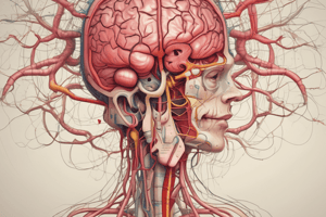 Cerebrovascular System and Metabolic Activity