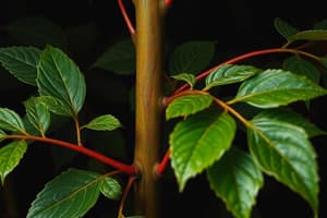 Plant Biology Quiz on Vascular Cambium