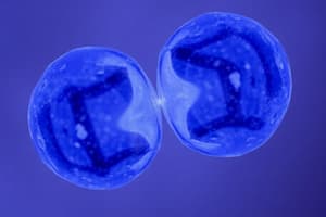 Mitosis - Metaphase