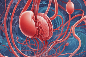 Excretory System Functions