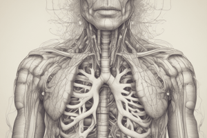 Biology Chapter 14 - Respiratory System: Movement of Air and Gas Exchange