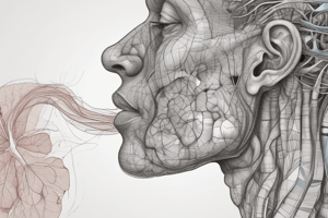 Anatomía del Aparato Respiratorio