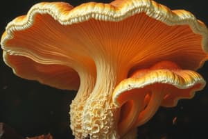 Fungi Characteristics