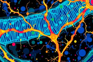 Neuronal Membrane Channels & Cytoskeleton