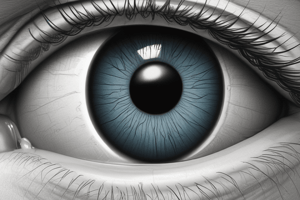 Anatomy of the Cornea: Structure and Function