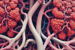 Respiratory System Anatomy: Trachea, Bronchi, and Larynx