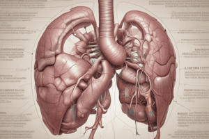 Lóbulo de Riedel: Anatomía Hepática